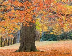 Image result for Fall in CT