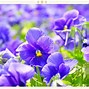 Image result for Flowers in Japan Province