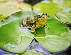 Image result for Hopping Frog in a Pond