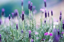 Image result for Bing Desktop Wallpaper Flowers