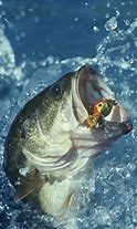 Image result for Bass Fishing iPhone Wallpaper