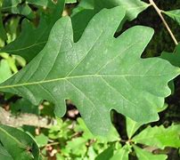 Image result for Oak Tree Leaf Types