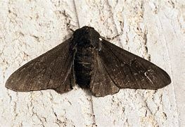 Image result for Dark Peppered Moth