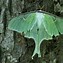 Image result for Peppered Moth Evolution Diagram