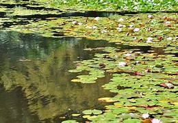 Image result for Lily Pond Background