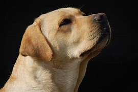 Image result for Labrador Retriever Ears