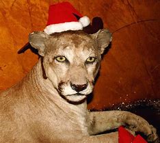 Image result for Adult Mountain Lion