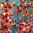 Image result for Peach Blossom Tree