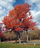 Image result for Big Leaf Maple Blooms On Branch