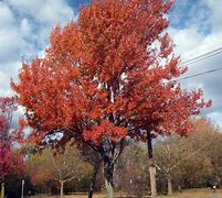 Image result for American Red Maple