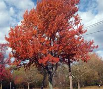 Image result for Big Leaf Maple Full Tree