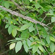 Image result for Winged Elm Tree Leaves