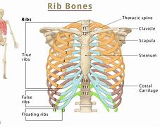 Image result for Rib Cage Sternum