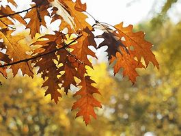 Image result for Maple Leaf Oak Tree