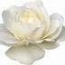 Image result for White Rose Transparent