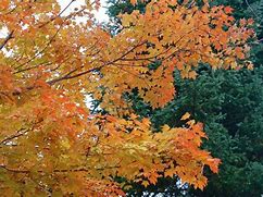 Image result for Minnesota Maple Trees