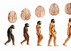 Image result for Brain Size Evolution