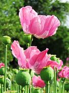 Image result for Poppy Flower Photography