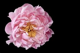 Image result for Peony Flower Tattoo Black Wrist