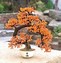 Image result for Bonsai Tree Nursery Care