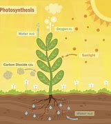 Image result for Photosynthesis Pictures for Kids