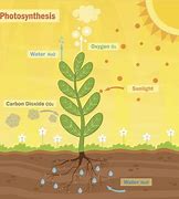 Image result for Plant Cell Photosynthesis