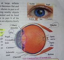 Image result for The Eye Anatomy and Functions