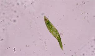 Image result for Euglena Cell Membrane