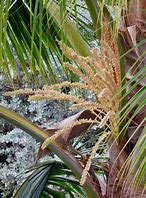 Image result for Palm Tree Rose Flower