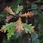 Image result for Quercus Alba Leaf