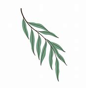 Image result for Willow Tree Branch Illustration