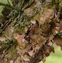 Image result for Birch Leaves Cut Out