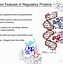 Image result for tRNA Tertiary Structure