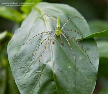 Image result for Green Lynx