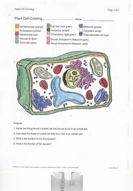 Image result for Plant Cell Coloring Sheet