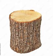 Image result for Oak Tree Log