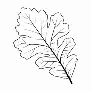 Image result for Oak Leaf Outline