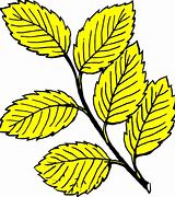 Image result for Yellow Birch Leaf