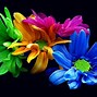 Image result for Bright Colored Flowers