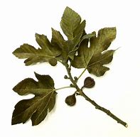 Image result for Oak Tree Leaves Types