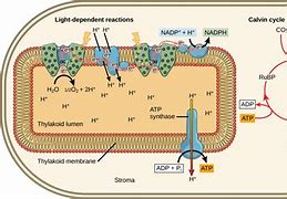 Image result for Diagram for Light Reaction