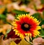 Image result for Fall Flowers Desktop Wallpaper