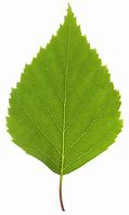 Image result for Birch Leaves Cut Out