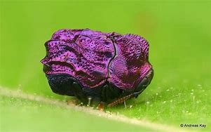 Image result for Black Beetles Insect