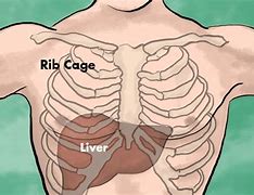 Image result for Liver Rib Cage