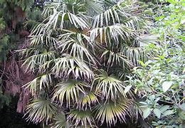 Image result for Chinese Fan Palm