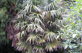 Image result for Chinese Fan Palm