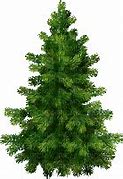 Image result for Spruce Tree Minecraft