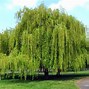 Image result for Willow Tree Branch