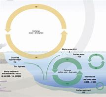 Image result for Carbon Cycle in the Ocean